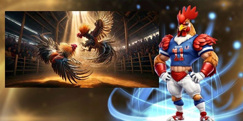 Tìm hiểu diễn biến của trận đá gà 24 tỷ