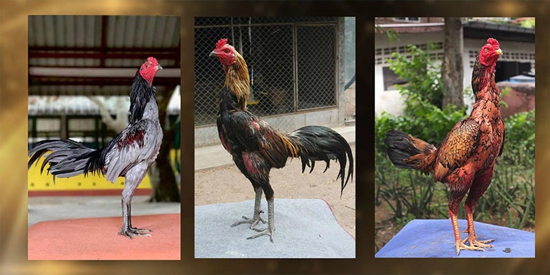 Cách xem tướng gà toàn diện