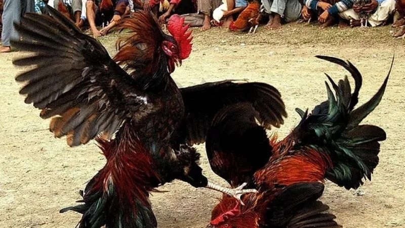 Đá gà Campuchia, lịch sử hình thành và phát triển