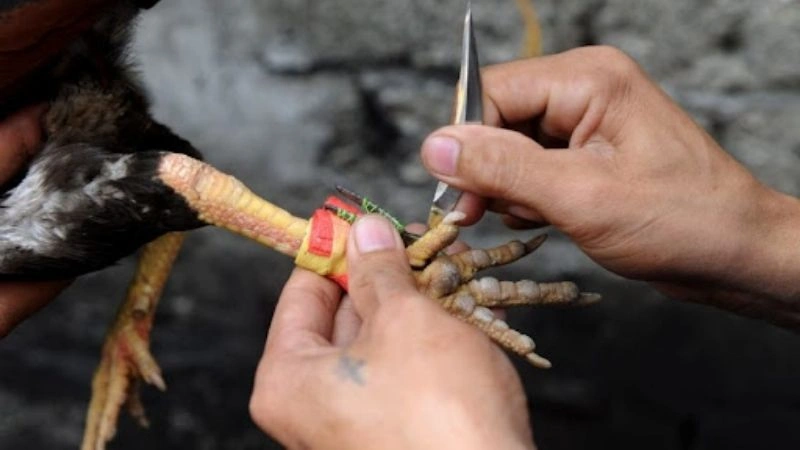 Cách chơi cơ bản của một trận đá gà cựa sắt thông dụng hiện nay