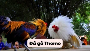 Đá gà Thomo trực tiếp